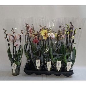 PHAL GEM