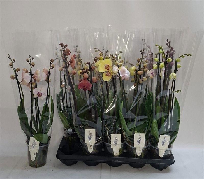 PHAL GEM