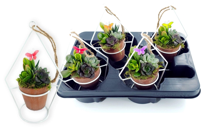 <h4>Arr. Succulents L%</h4>