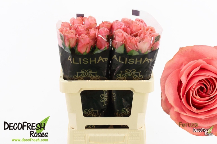 <h4>R Gr Feruza</h4>