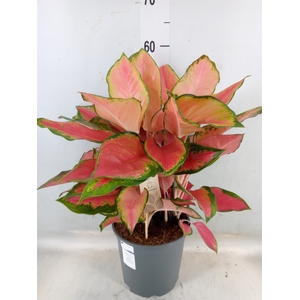 Aglaonema   ...