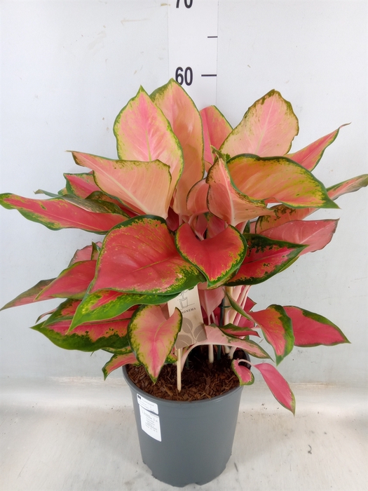 <h4>Aglaonema   ...</h4>