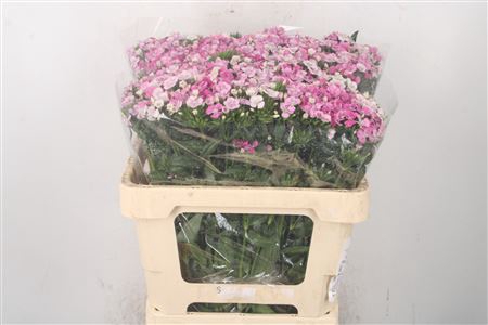 <h4>Di Barb Amazone Pink</h4>