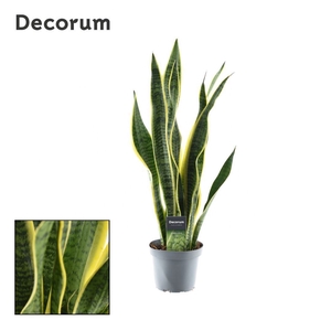Sansevieria Laurentii