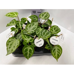 Anthurium Crystallinum Silver Blush 6Ø 15cm