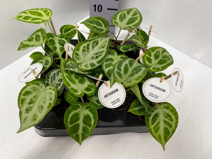 Anthurium Crystallinum Silver Blush 6Ø 15cm