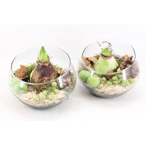 arr4 Hyacint PL - Glas olay schuin x6