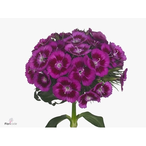 Di Barb Breanthus Elmo Purple