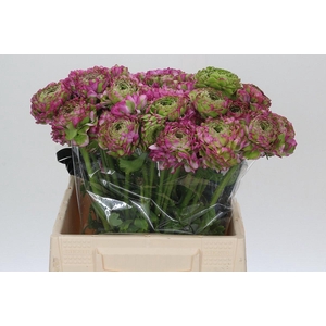 Ranunculus Pon Pon Malva