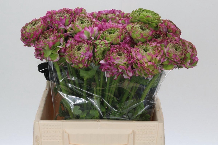 <h4>Ranunculus Pon Pon Malva</h4>