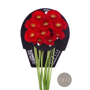 Ge Mi Ketchup flowerracket