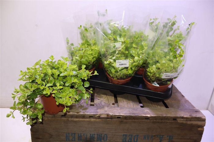 <h4>Pep Rotundifolia</h4>