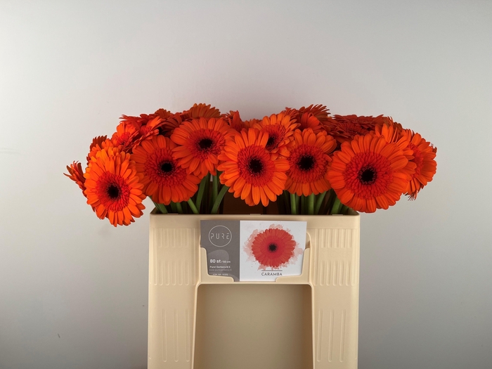 <h4>GE MI CARAMBA</h4>