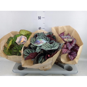 Begonia BD 'Beleaf'   ...mix