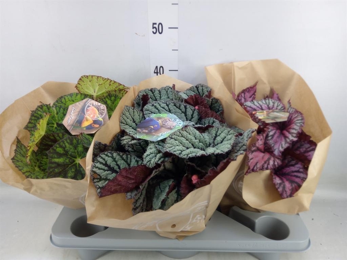<h4>Begonia BD 'Beleaf'   ...mix</h4>