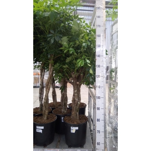 Schefflera arbor. 'Compacta'