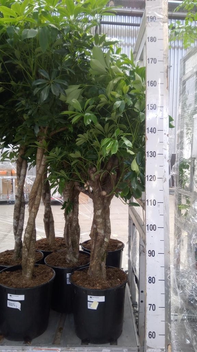 <h4>Schefflera arbor. 'Compacta'</h4>