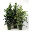 Ficus