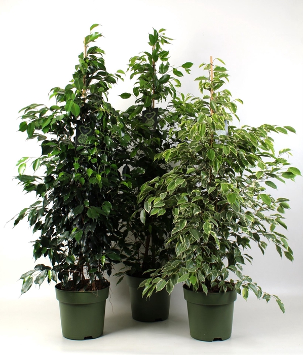 Ficus