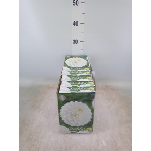 Dahlia   ...flowerbulbs