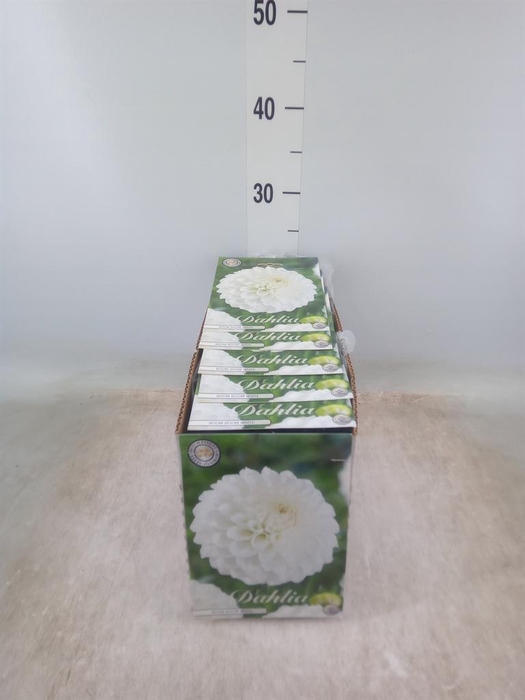 <h4>Dahlia   ...flowerbulbs</h4>