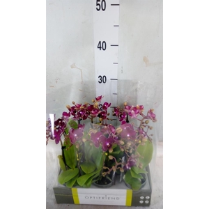 Phalaenopsis multi.   ...red