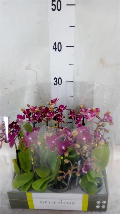 <h4>Phalaenopsis multi.   ...red</h4>