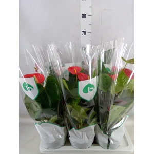 Aglaonema  'Silver Bay'