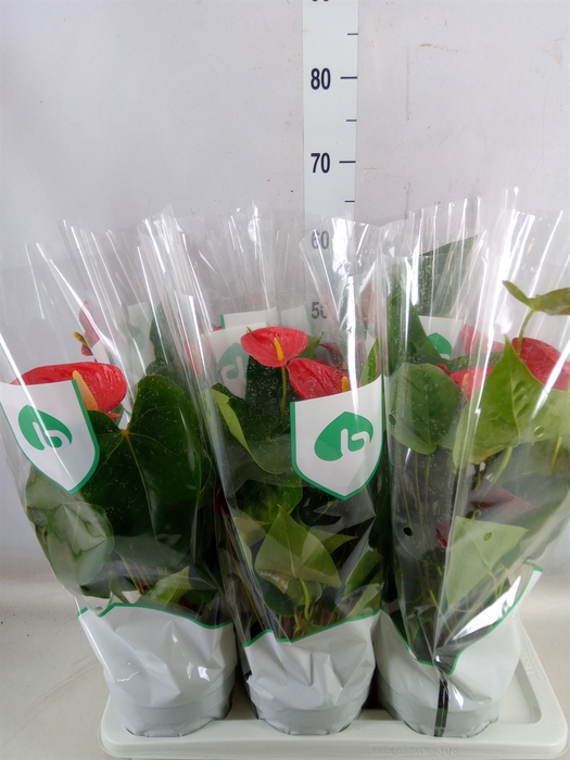 <h4>Aglaonema  'Silver Bay'</h4>