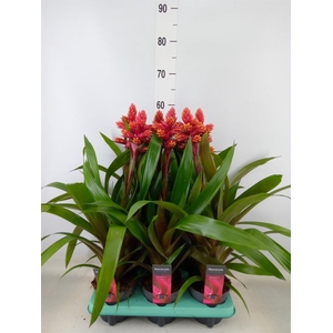 Guzmania   ...