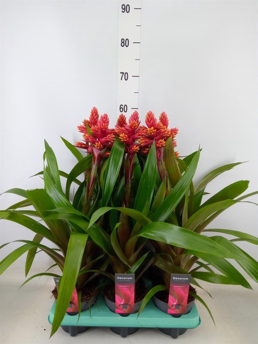 <h4>Guzmania   ...</h4>