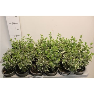 Euonymus F Em Gaiety