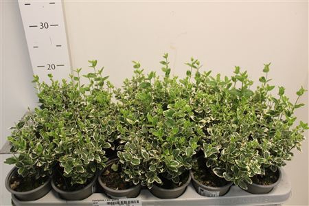 <h4>Euonymus F Em Gaiety</h4>