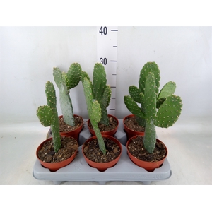 Opuntia