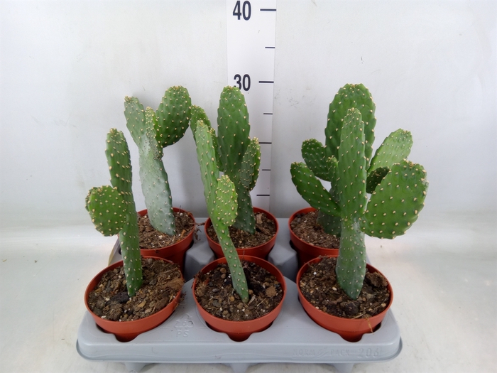 <h4>Opuntia</h4>