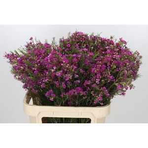Chamelaucium Eden
