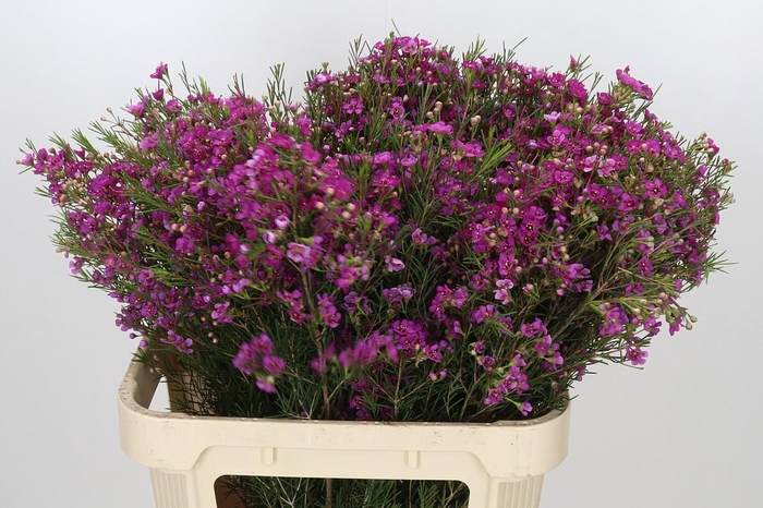 <h4>Chamelaucium Eden</h4>