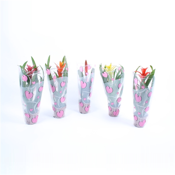 <h4>Bromelia mix in roze True love hartenhoes</h4>