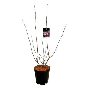 Sambucus nigra Black Lace