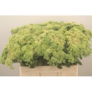 Sedum Spectabile