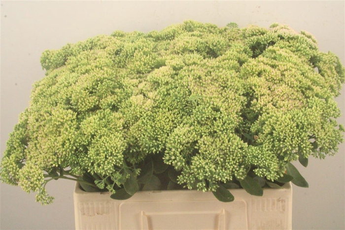 <h4>Sedum Spectabile</h4>