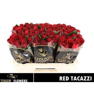 R Gr Red Tacazzi+