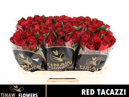 <h4>R Gr Red Tacazzi+</h4>