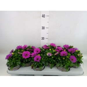 Osteospermum  'Margarita Lilac'
