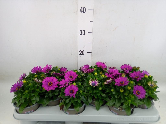 <h4>Osteospermum  'Margarita Lilac'</h4>
