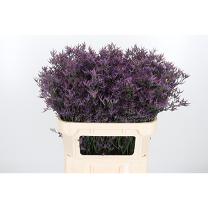 Lim Safora Dark Blue