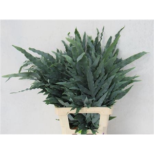 CYRTOMIUM FORT 65CM