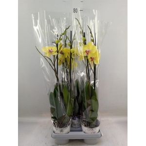 Phalaenopsis  'Ant Modena'