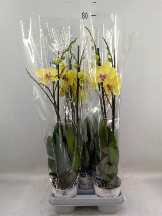 <h4>Phalaenopsis 'Ant Modena'</h4>
