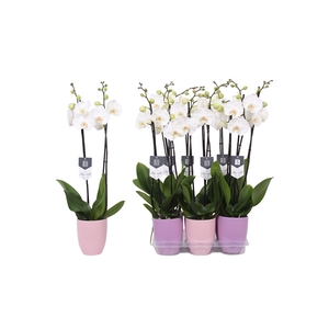 Phalaenopsis White World, 2-spike Lilac and Pink Ceramics